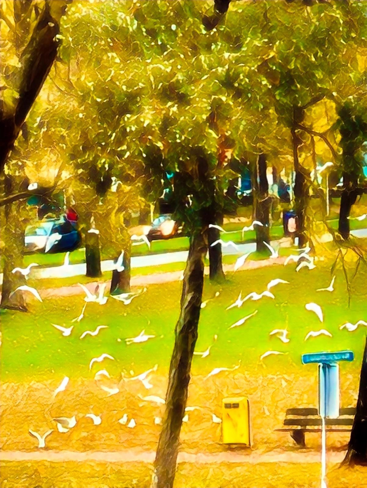 Een wolk van meeuwen