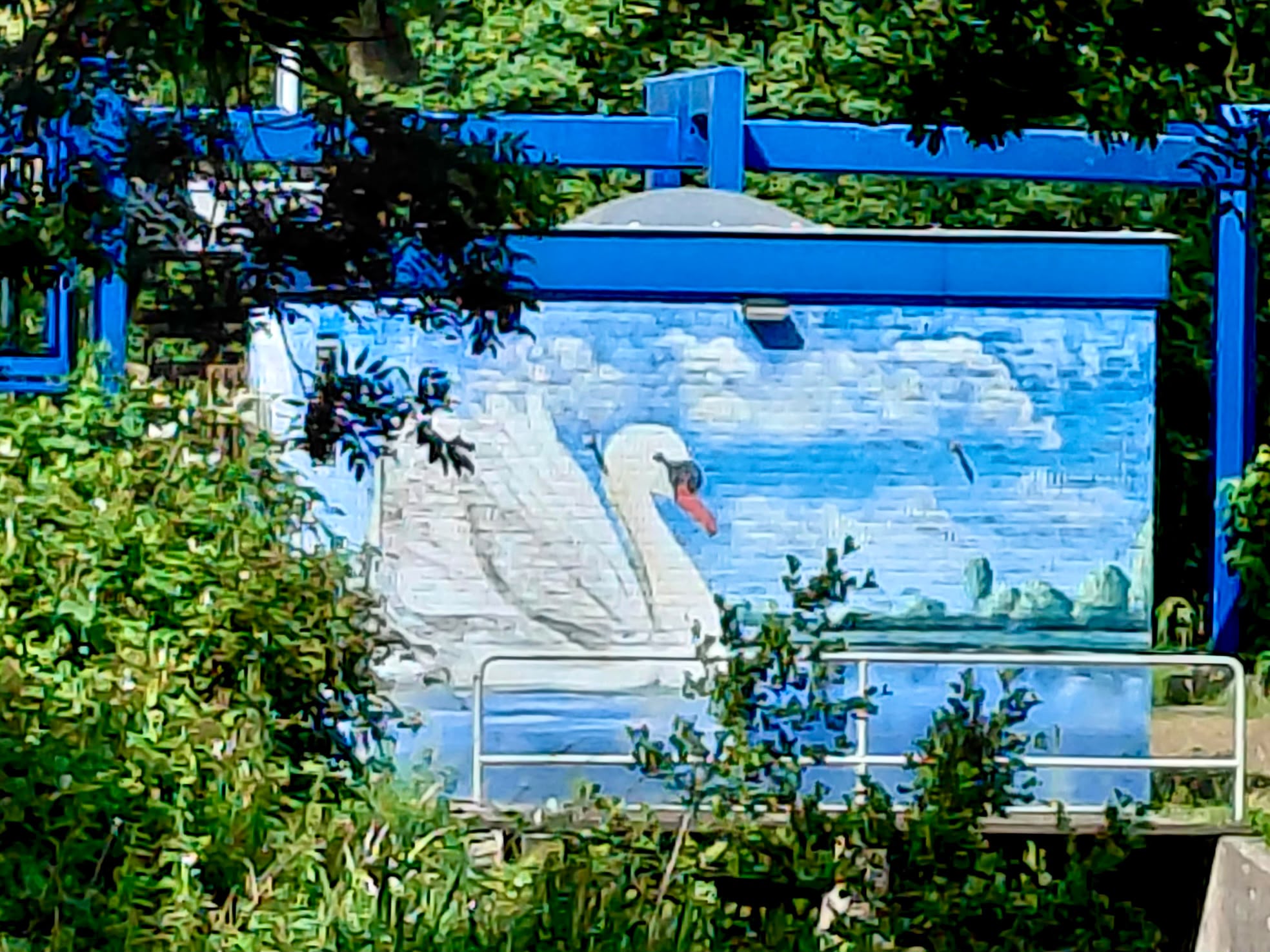 Zwaan van water