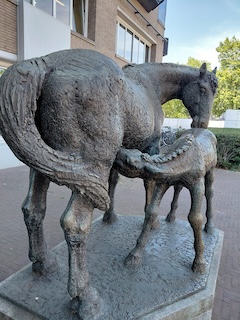 Merrie met veulen, St. Jacobsstraat